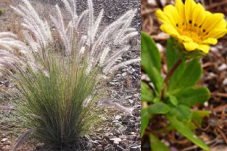 Fountain grass and gazania plants