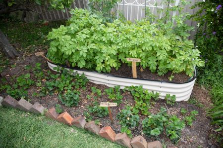 Garden bed with vegetable plants
