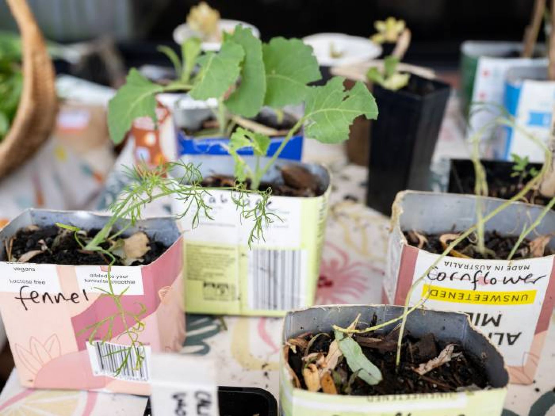 Various herb seedlings in reused cardboard containers