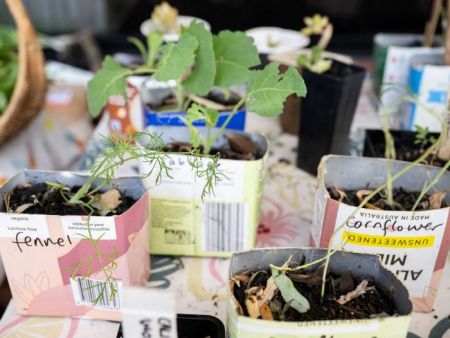Various herb seedlings in reused cardboard containers