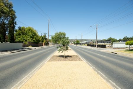New trees planted in median strip