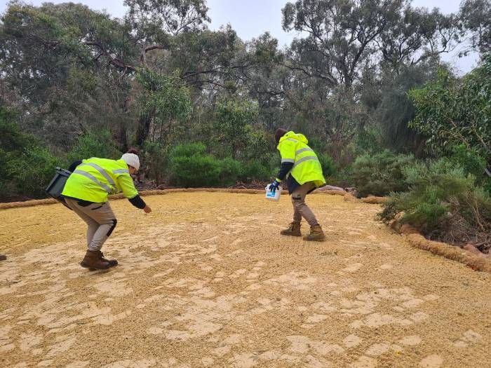 Two staff sprinkling native wildflower seeds on ground