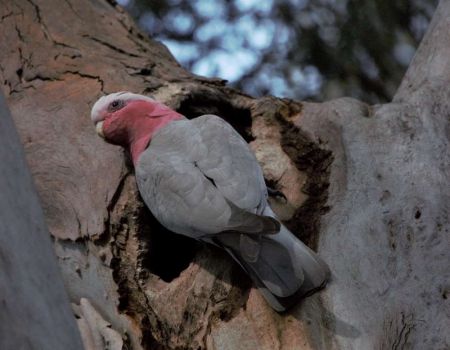 Galah bird in Eucalyptus tree