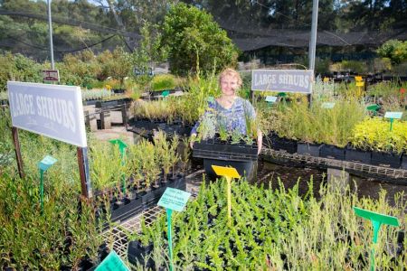 Person with lots of young plants