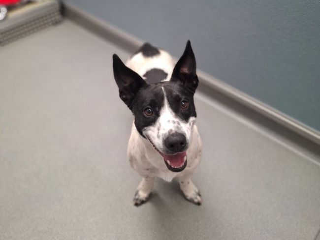 Image of Black and White Staffy Cross