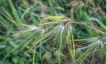 Kangaroo grass plant