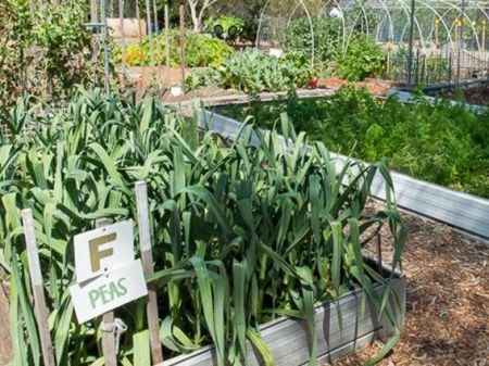 Vegetables growing in planters