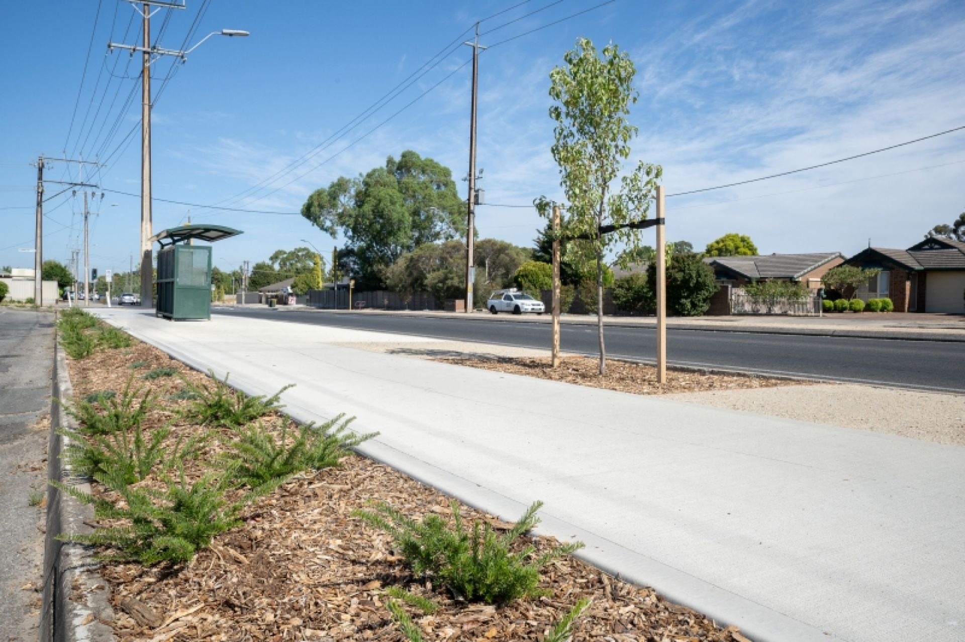 New plants along roadside