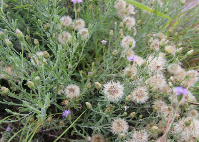 Kingfisher Reserve plants
