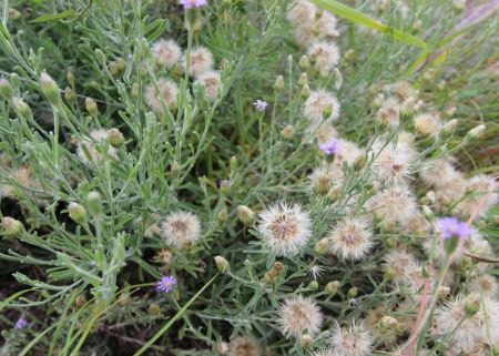 Kingfisher Reserve plants
