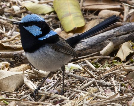 Small black and white bird
