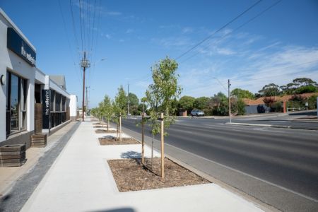 New trees planted at roadside