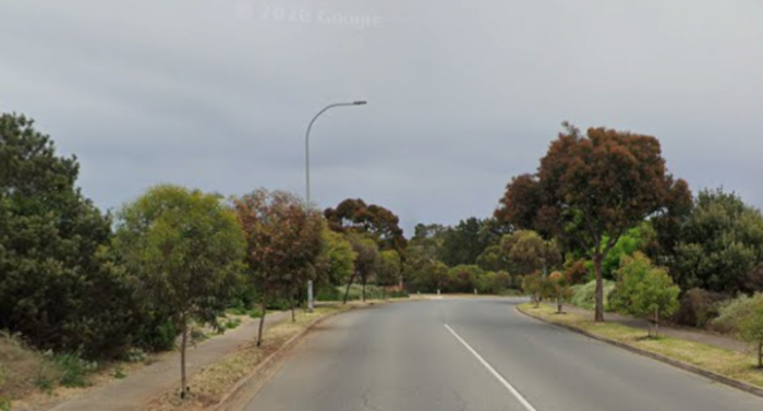 Road edged by new trees