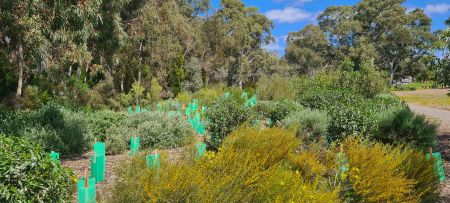 Reserve with newly planted shrubs