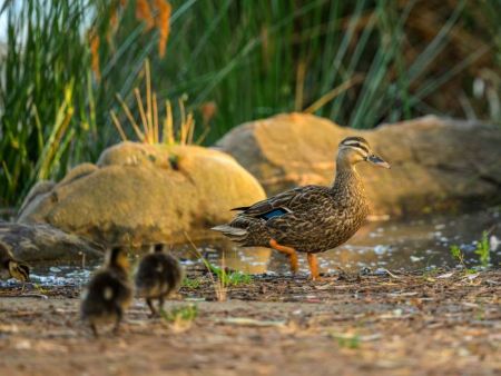 Mother duck and two ducklings