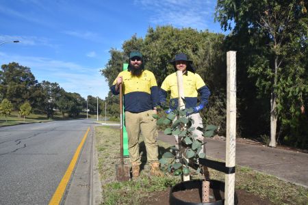 Staff planting a tree